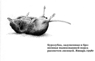 Лисья нора