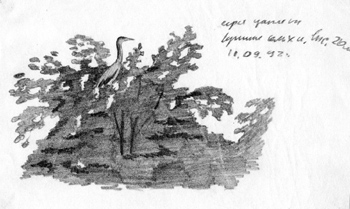 Серая цапля