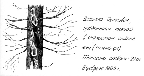 Следы желны