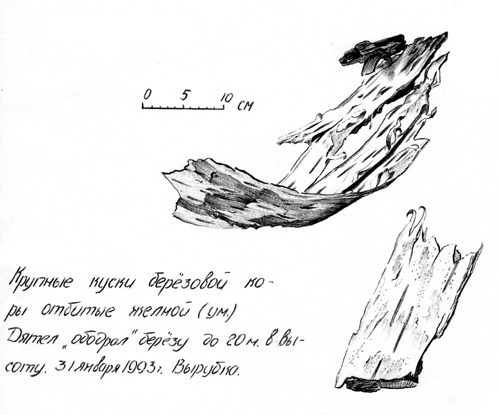 Следы желны