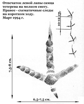 Отпечаток лапы