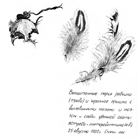 Перья рябчика