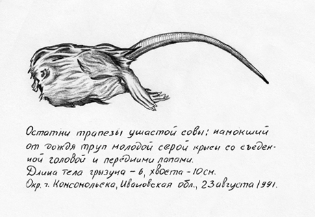 Остатки пищи ушастой совы