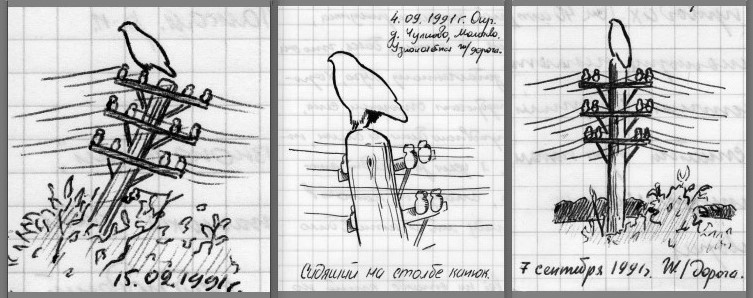 Канюк. Ранее