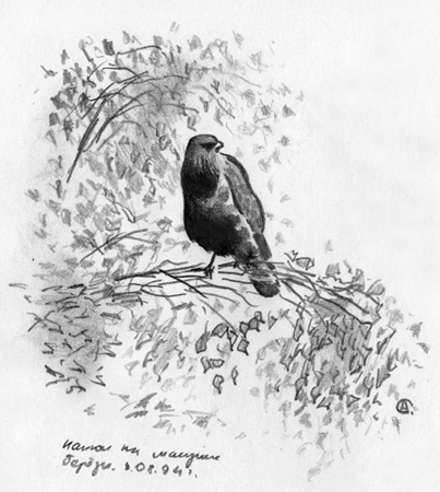 Канюк. Прилёт