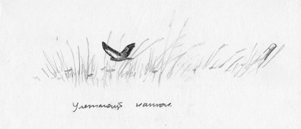 Канюк улетает