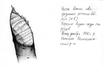 Бобровая хатка