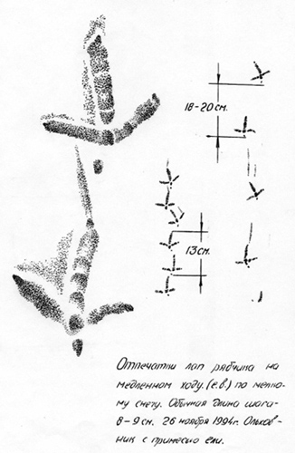 Следы