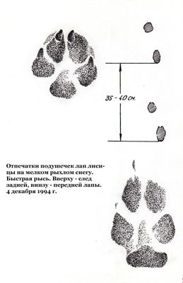 Бурозубка