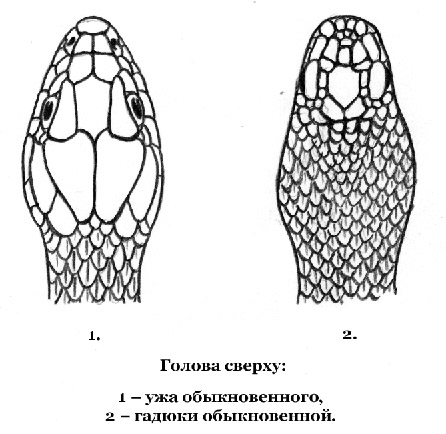Гадюка и уж