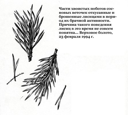 Землеройка