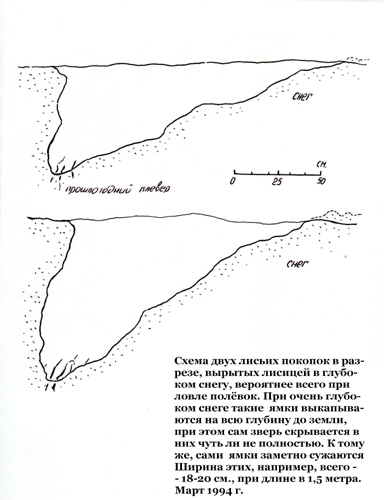 Лисья нора