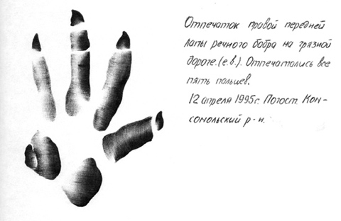 Бобровая хатка