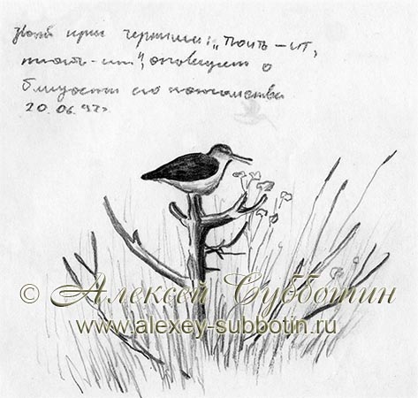 Куличок-черныш