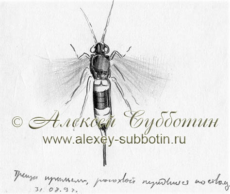 Большой еловый рогохвост