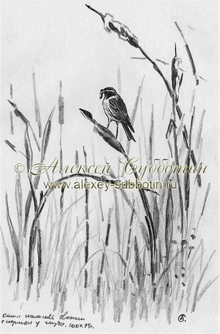 Самка камышовой овсянки с кормом у гнезда