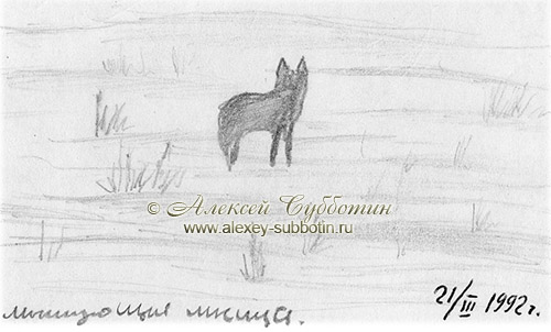 Первая лисица