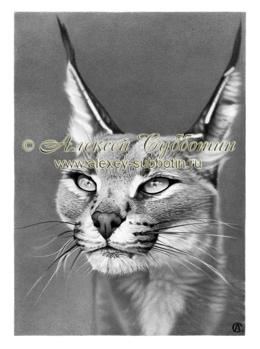 Царица кошек