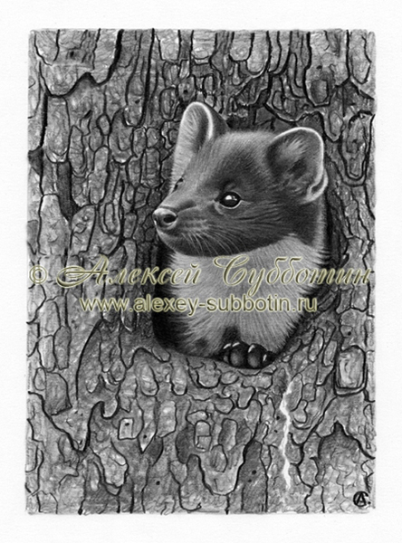 Куничка в сосновом дупле