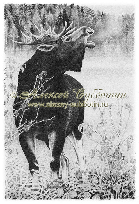 Сохатый стонет