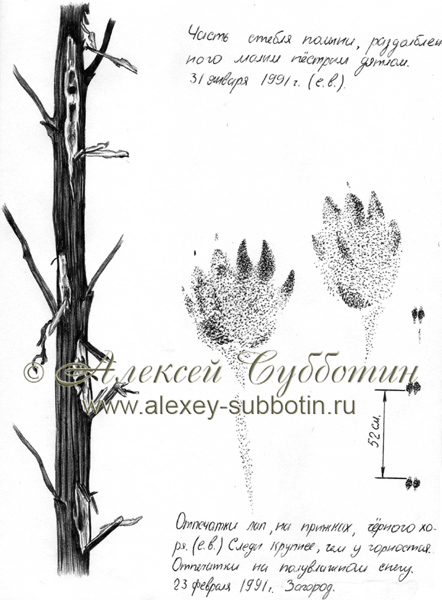 Январь 1991