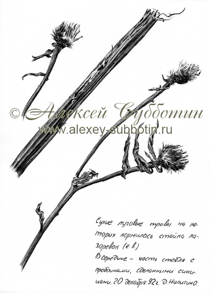 Декабрь 1992