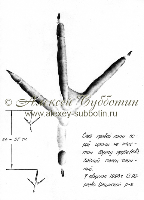 Август 1993
