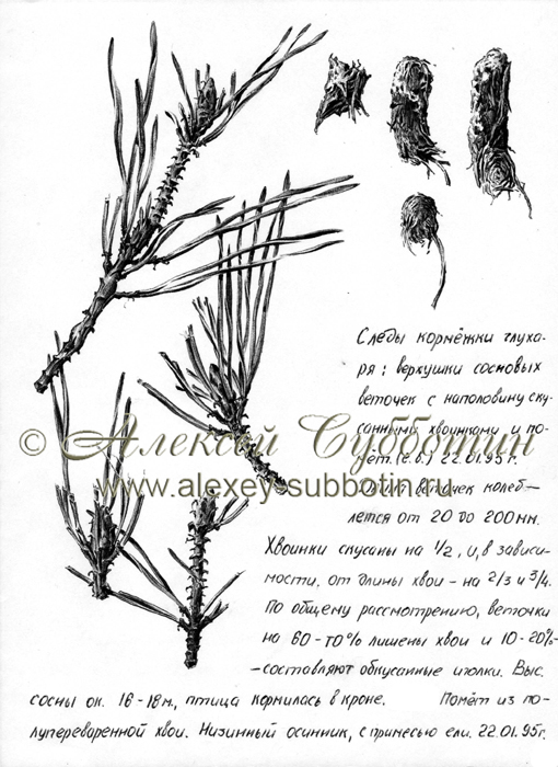 Январь 1995