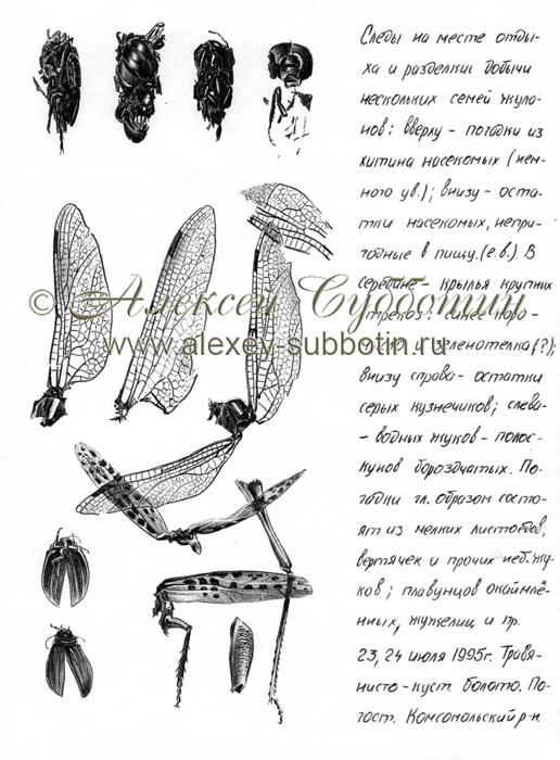 Июль 1995