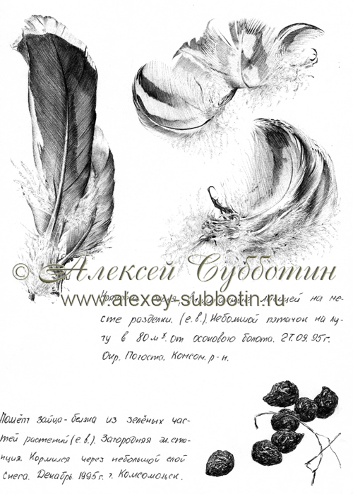 Сентябрь 1995